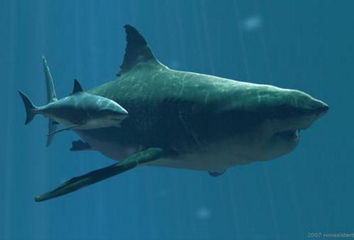 Самая большая акула в мире – мегалодон