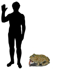Дьявольская жаба в сравнении с человеком