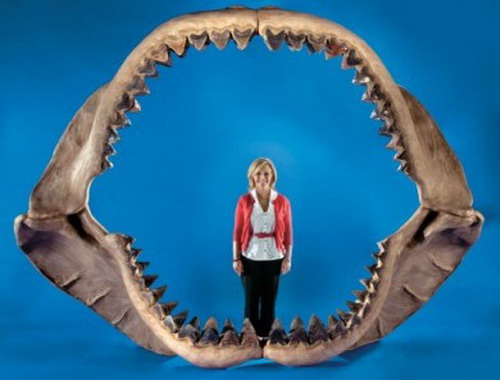 челюсть акулы
