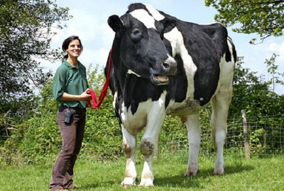 Бык по кличке Чили