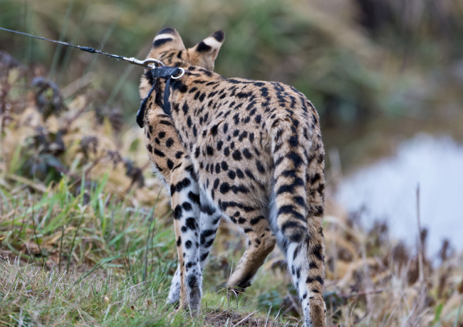 Саванна Саванна