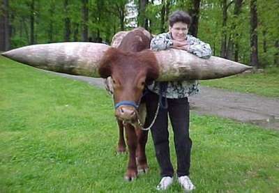 Самые большие рога в мире