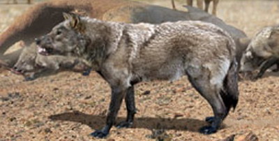 Ужасный волк (Canis dirus) - самый большой волк в мире