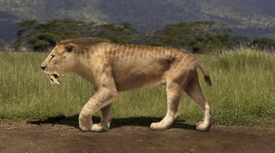 Smilodon populator - самая большая саблезубая кошка всех времен