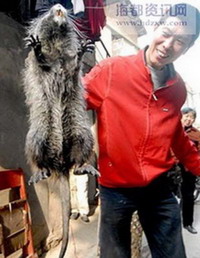 Китаец Сянь и пойманная им гигантская крыса