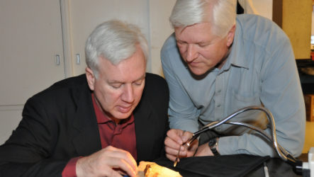 Titanomyrma lubei — крупнейший из когда-либо существовавших на Земле муравьев