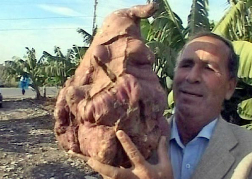Халил Семхат и его самая большая картошка в мире