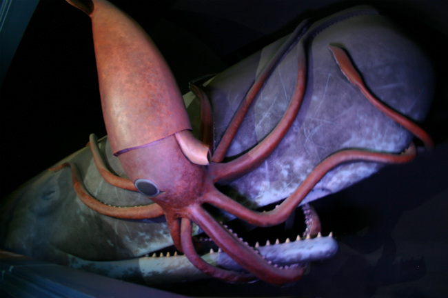 Самый огромный кальмар в мире и его главный враг - кашелот