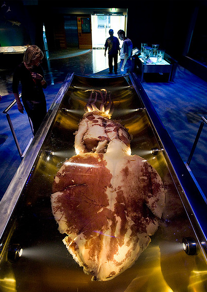 Антарктический глубоководный кальмар в национальном музее «Те Папа Тонгарева» (Новая Зеландия, Веллингтон)