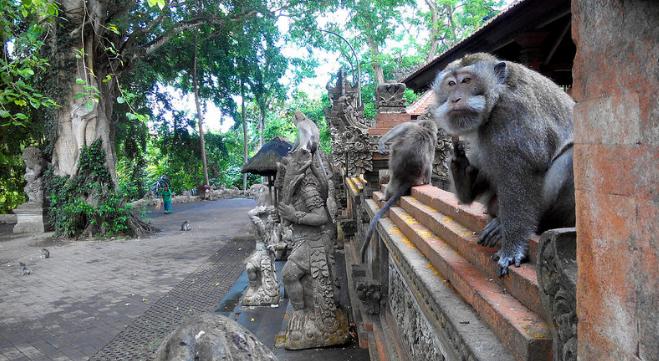 monkey-forest-bali-2