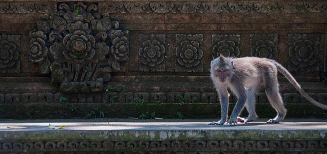 monkey-forest-bali-3