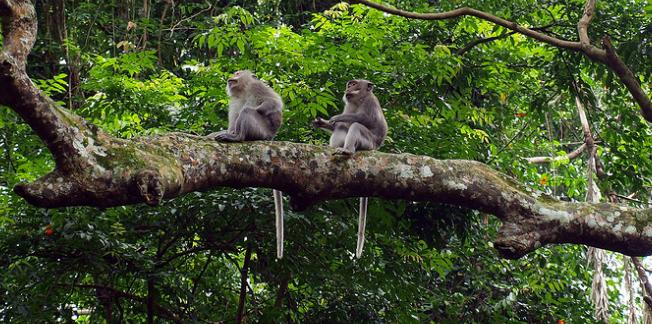 monkey-forest-bali-4