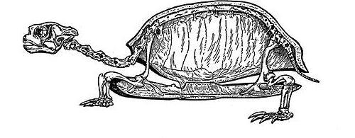Скелет черепахи рисунок