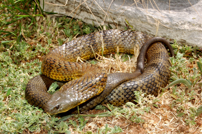 Ядовитые змеи брянской области фото и описание