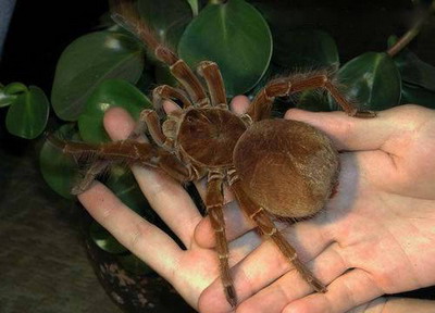 kde žije největší pavouk na světě