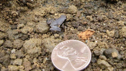 Ноблела — самая маленькая лягушка в мире