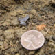 Ноблела — самая маленькая лягушка в мире