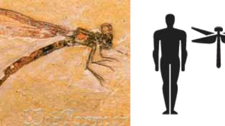 Meganeuropsis permiana — самое большое насекомое в мире