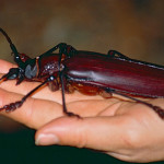 Дровосек-титан (Titanus giganteus) — самый большой жук в мире