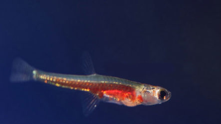 Paedocypris Progenetica — самая маленькая рыба в мире