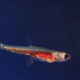 Paedocypris Progenetica — самая маленькая рыба в мире